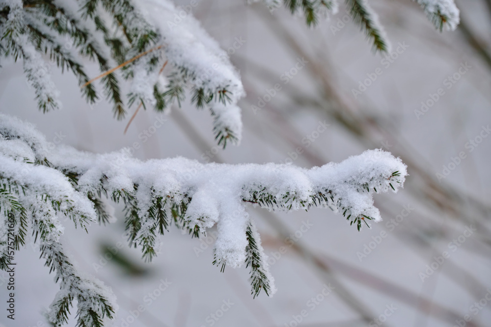 Forest background, snow covered branches spruce.