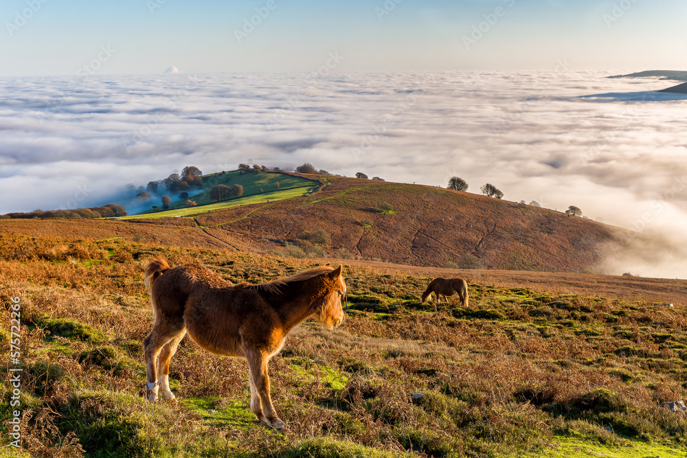 Horses on a hillside high above a sea of cloud Horses on a hillside high above a sea of cloud