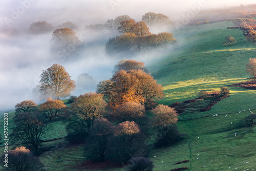 Trees and farmland emerging from a sea of fog on an autumn day