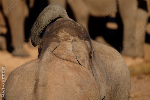 Elephant cow and suckling calf