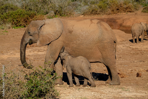 Elephant cow and suckling calf