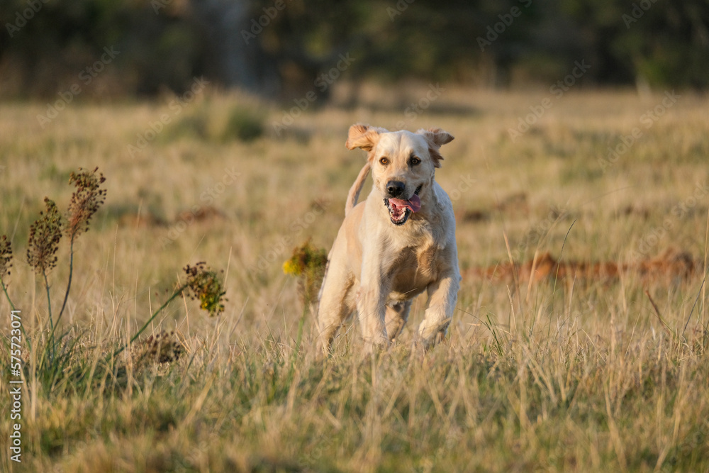 golden retriever in the grass running at full speed and having fun golden retriever in the grass running at full speed and having fun