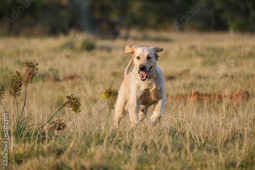 golden retriever in the grass running at full speed and having fun