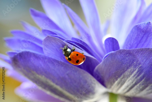 Ladybug Abstract Flower 03