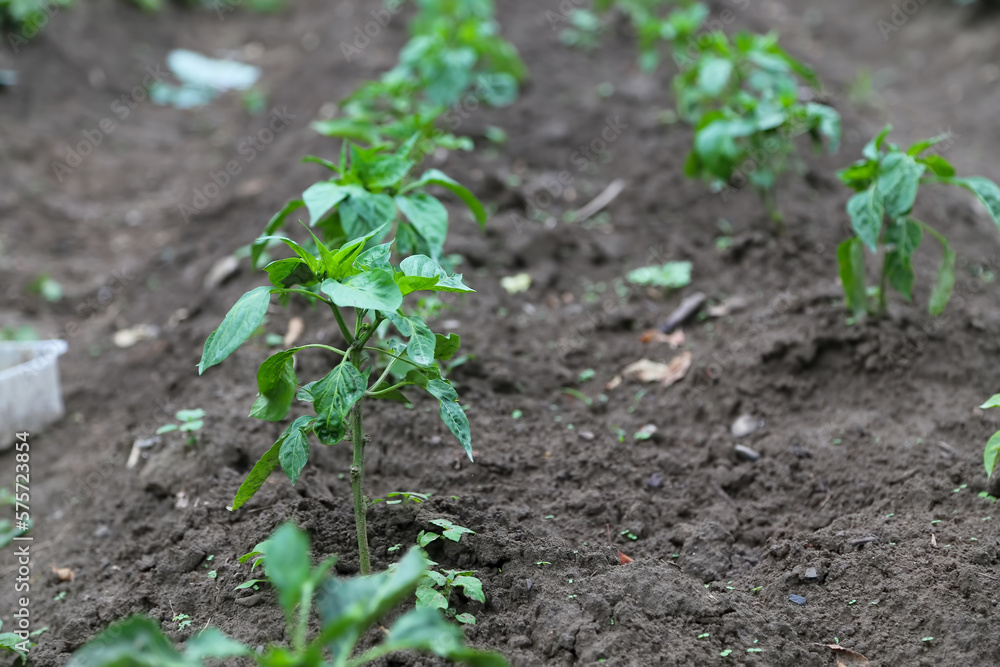 Peppers seedling in the garden Peppers seedling in the garden