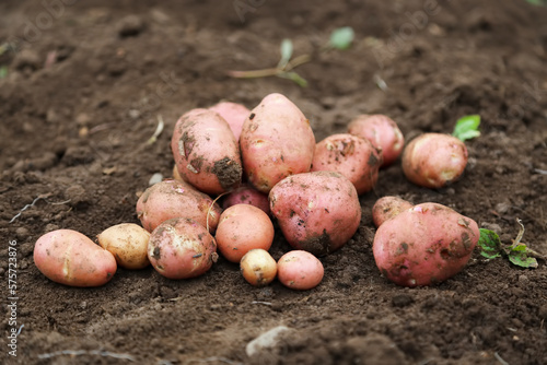 Organic potatoes harvesting