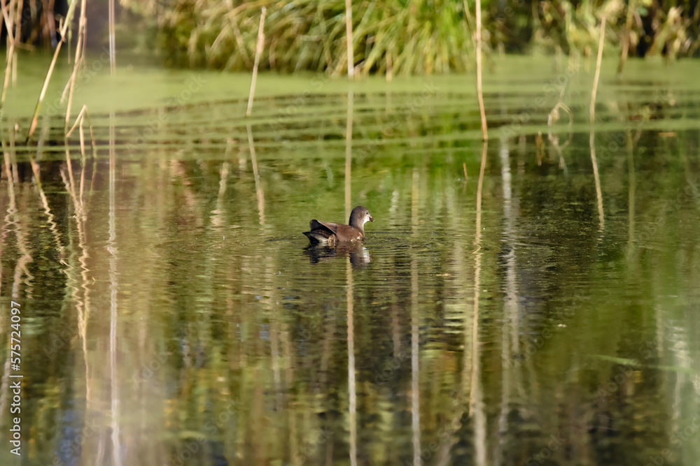 Bird in the pond Bird in the pond