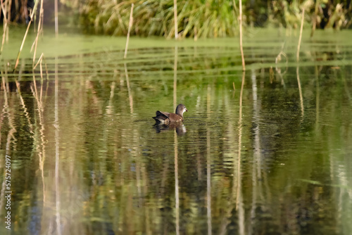 Bird in the pond