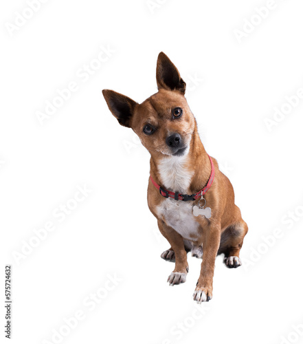 Fototapeta Naklejka Na Ścianę i Meble -  Image of funny small  dog with uncertainty face