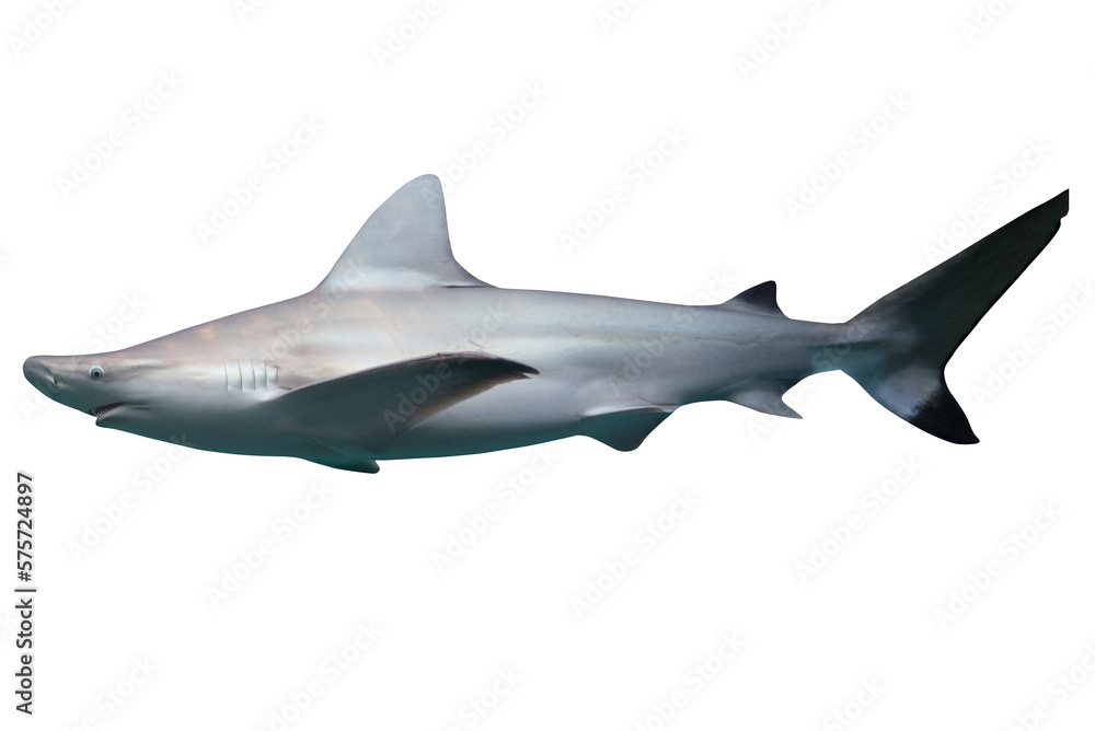 Image of a swimming white shark, predator of the sea. Image of a swimming white shark, predator of the sea.