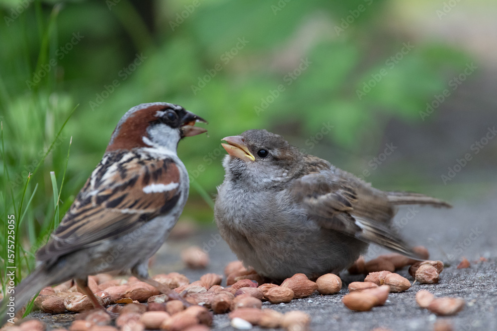 Sparrows Sparrows