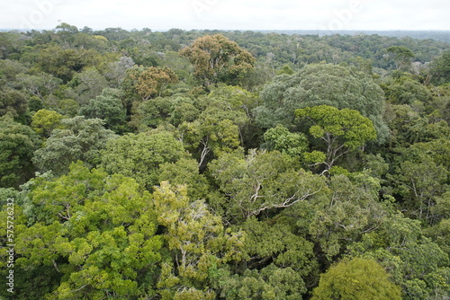 Amazon rainforest is a major producer of oxygen. Brazil.