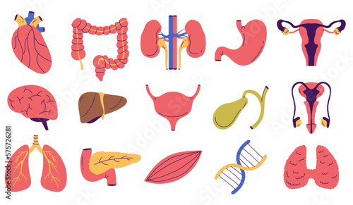 Human internal organs doodle line art style isolated set. Vector graphic design element illustration