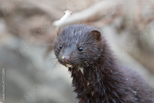 Mink