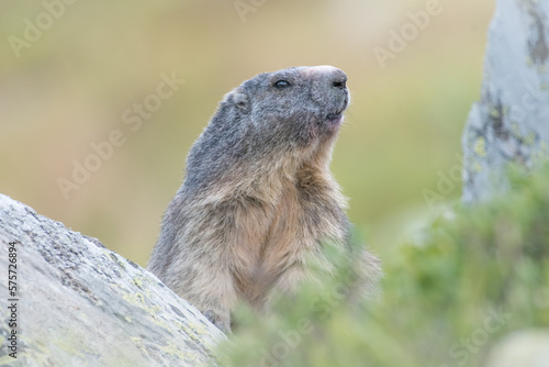 Alpine marmot (Mamota marmota) emerging from its hole in the rocks against bokeh pastel background on a summer evening, Italian Alps, July.