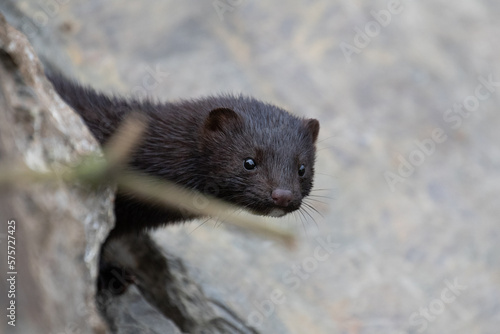 Mink