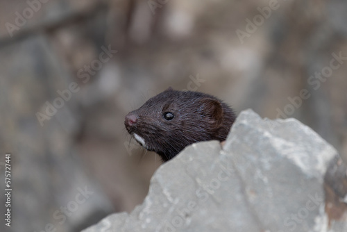 Mink