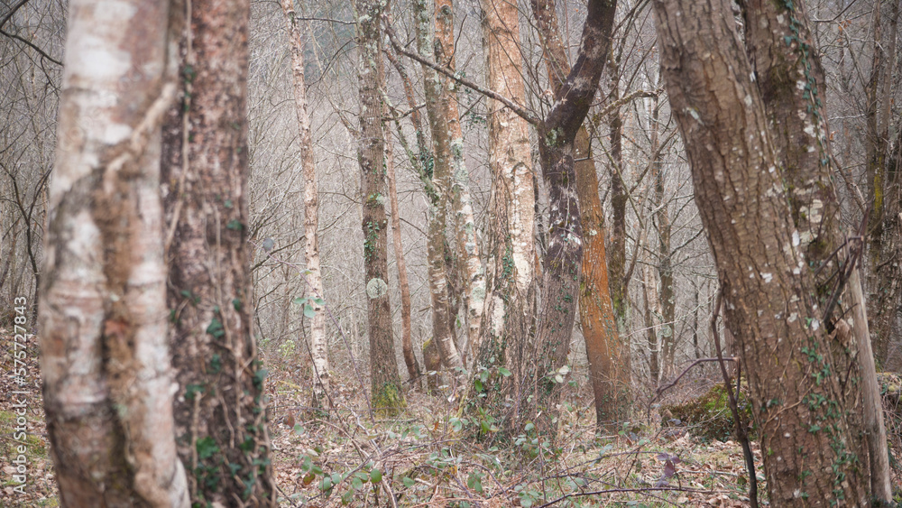 Naklejka premium Troncos en bosque invernal