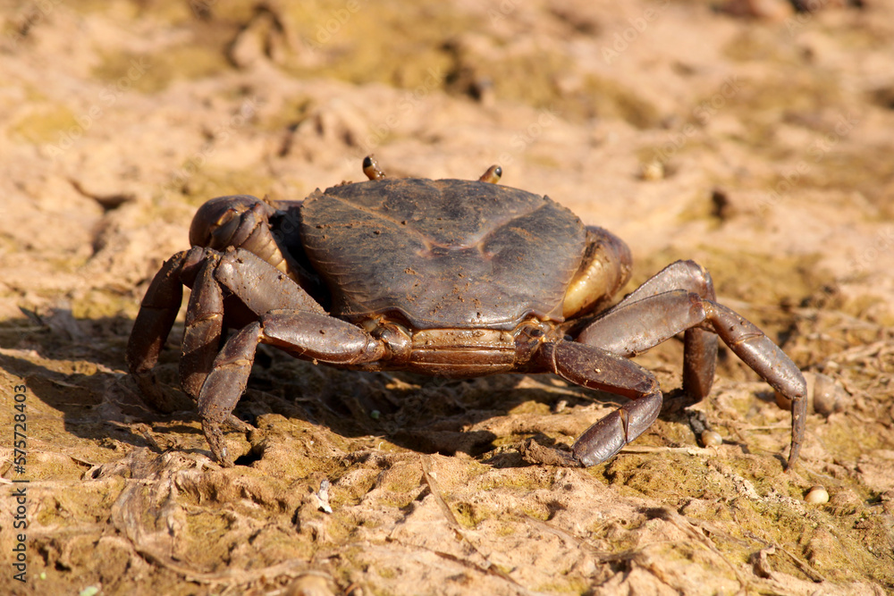 Crab is on the River Bank.
