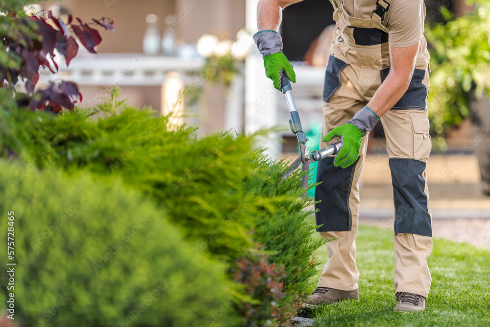 Naklejka premium Professional Gardener Trimming Shrubs Closeup