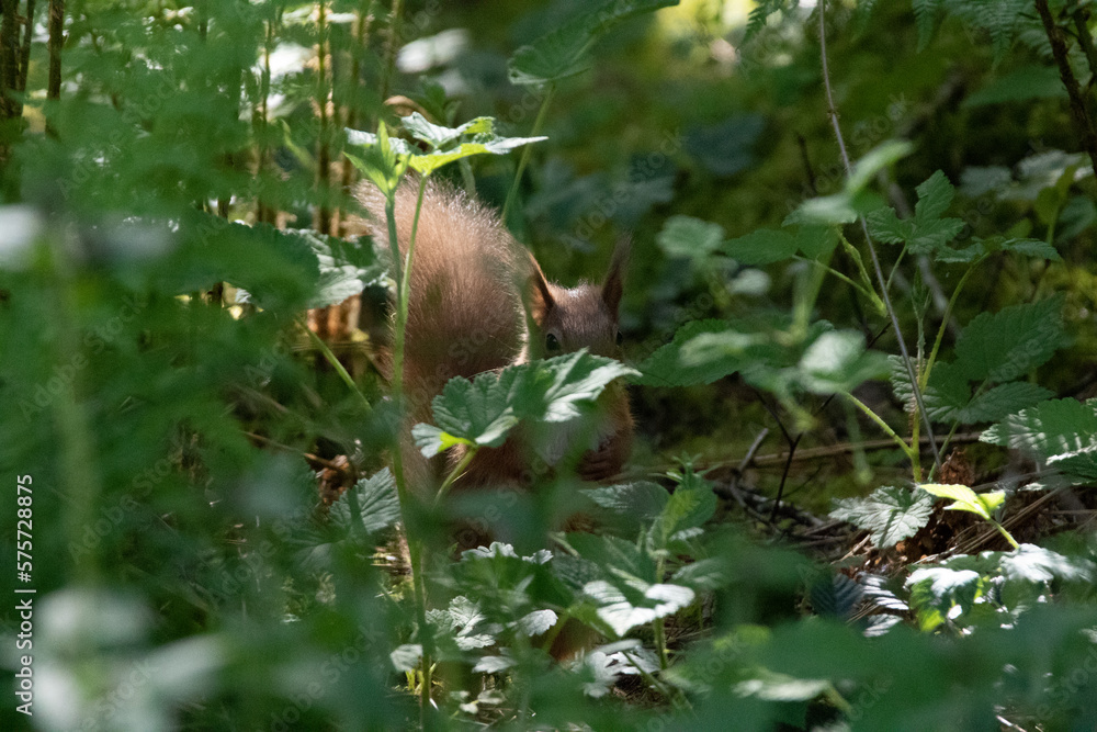 Fototapeta premium Red Squirrel
