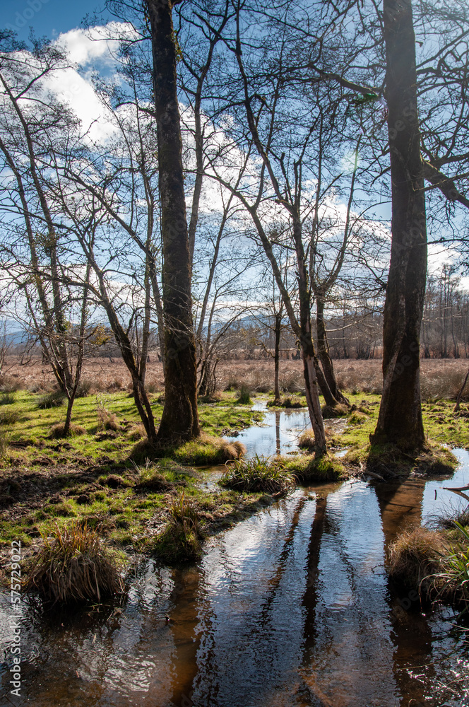 Marais de Lavours dans l'Ain, réserve naturelle