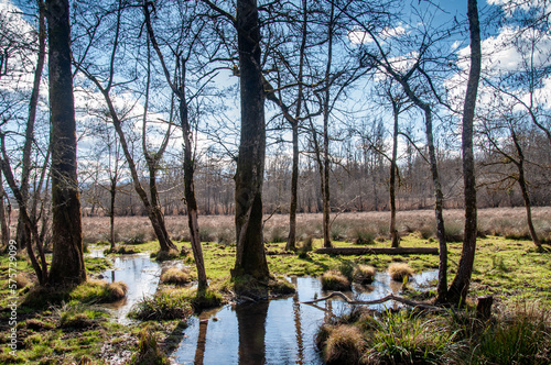 Marais de Lavours dans l Ain  r  serve naturelle