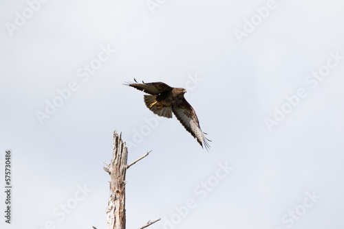 Buzzard
