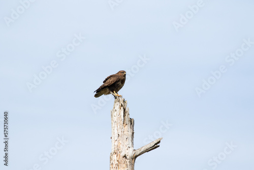 Buzzard