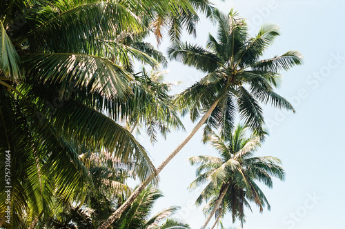 Palm tree in the sun © AnneMarchien