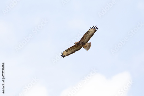 Buzzard