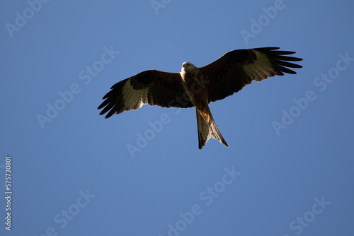Red Kite