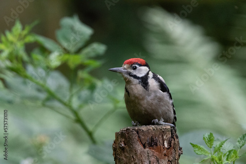 Greater Spotted Woodpecker