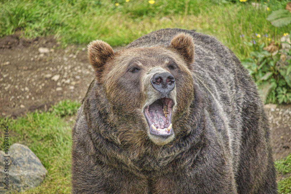 Fototapeta premium Grizzly Bear Close Up with Mouth Open in grassy setting