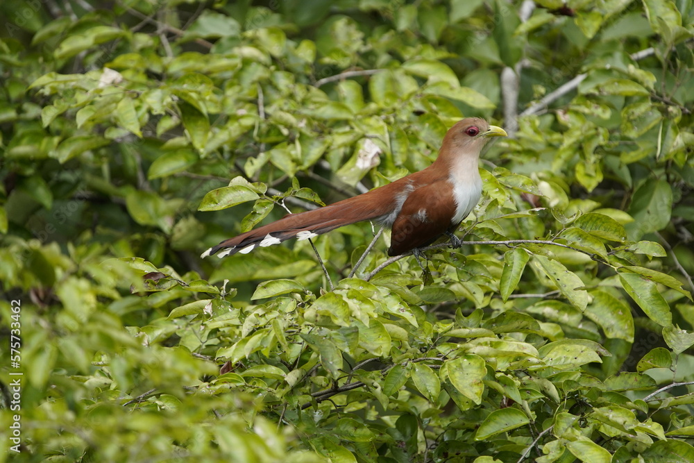 The squirrel cuckoo (Piaya cayana) is a large and active species of cuckoo. Cuculidae family. Floresta amazônica, Brazil. The squirrel cuckoo (Piaya cayana) is a large and active species of cuckoo. Cuculidae family. Floresta amazônica, Brazil.