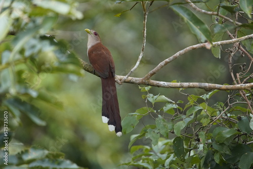 The squirrel cuckoo (Piaya cayana) is a large and active species of cuckoo. Cuculidae family. Floresta amazônica, Brazil. photo