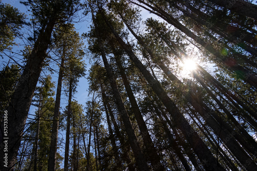 Fototapeta premium sun shining through trees
