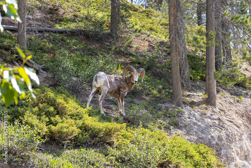 bighorn sheep RAM in the mountains forest