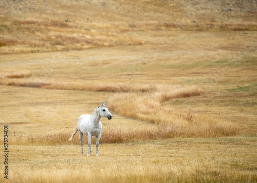 White horse stands in a meadow. 