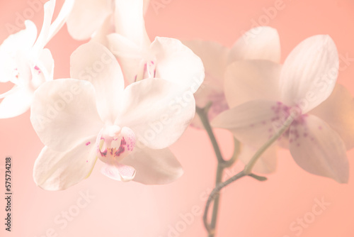 Orchidee Orchideenblüten pastell photo