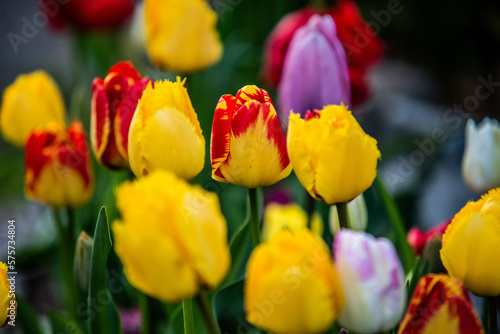 tulipany © dulmen