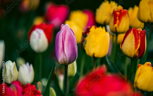 Fototapeta Naklejka Na Ścianę i Meble -  tulipany