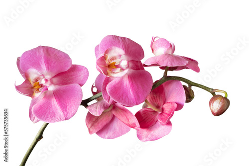Tela Purple orchid flower phalaenopsis, phalaenopsis or falah