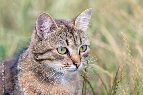 Wallpaper Mural A brown striped cat is looking carefully at something in the green grass in the summer, looking for prey Torontodigital.ca
