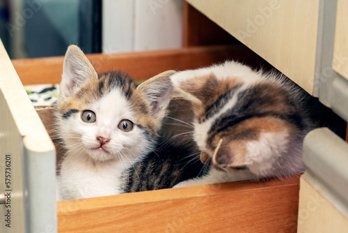 Two small beautiful kittens are sitting in the kitchen in a box. Interesting and funny cats