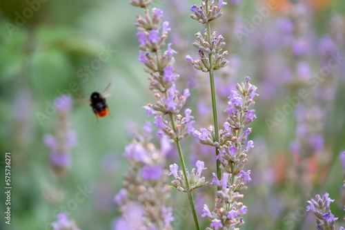 Fototapeta Naklejka Na Ścianę i Meble -  Bumblebee gathering nectar on purple lavendel flower, background out of focus
