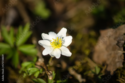 Anemone nemorosa in a wild spring forest. Beautiful white wildflowers.