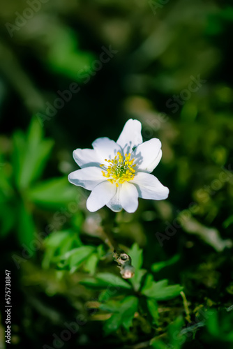 Fototapeta Naklejka Na Ścianę i Meble -  Anemone nemorosa in a wild spring forest. Beautiful white wildflowers.