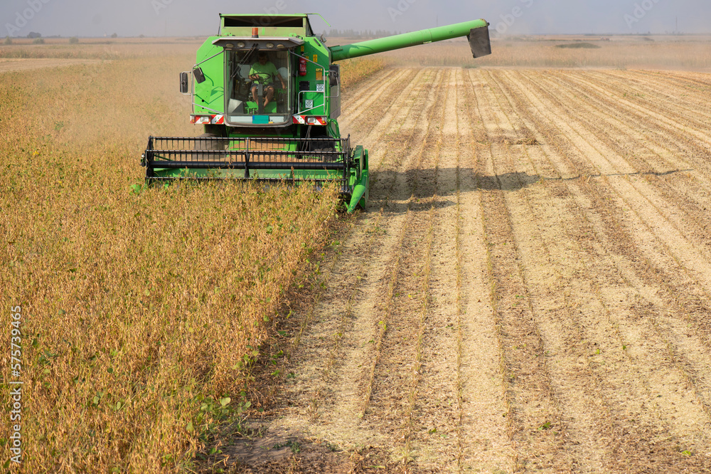 Fototapeta premium Harvesting of soybean