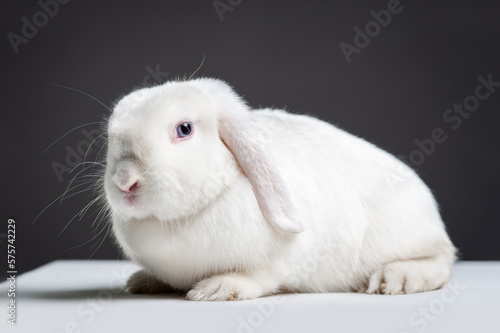Fluffy white german lop rabbit. Pet with long ears on a dark gray background. Bunny studio shot  © Tatiana